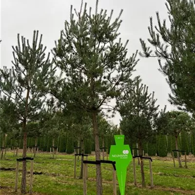 Sol Baum 7xv mDb Krbr. 200-300 40- 45 - Kiefer - Pinus sylvestris - Collection