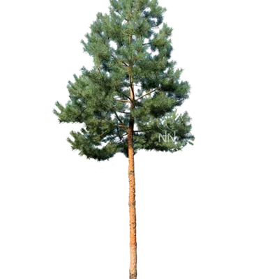 Sol Baum 7xv mDb Krbr. 200-300 40- 45 - Kiefer - Pinus sylvestris - Collection