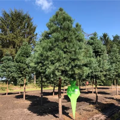 Sol Baum 7xv mDb Krbr. 200-300 45- 50 - Kiefer - Pinus sylvestris - Collection