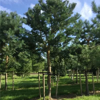 Sol Baum 7xv mDb Krbr. 300-400 40- 45 - Kiefer - Pinus sylvestris - Collection