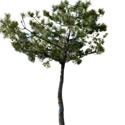 Charakterbaum 6xv mDb 200-300 x 400- 450 - Kiefer - Pinus sylvestris - Collection