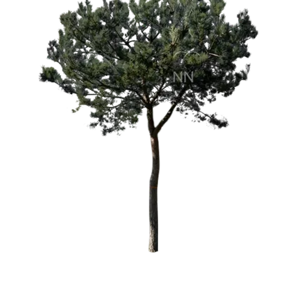 Charakterbaum 6xv mDb 200-300 x 400- 450 - Kiefer - Pinus sylvestris - Collection