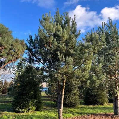 Charakterbaum 6xv mDb 200-300 x 400- 450 - Kiefer - Pinus sylvestris - Collection