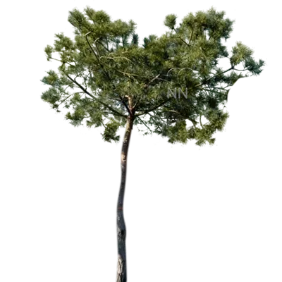 Charakterbaum 6xv mDb 200-300 x 450- 500 - Kiefer - Pinus sylvestris - Collection