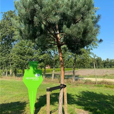 Pinienform H 6xv mDb 30- 35 - Kiefer - Pinus sylvestris - Collection