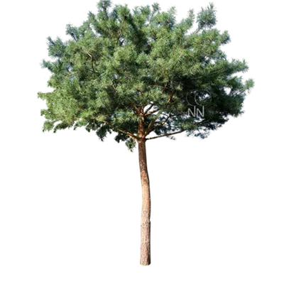 Pinienform H 7xv mDb 60- 70 - Kiefer - Pinus sylvestris - Collection