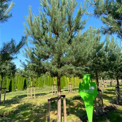 Charakterbaum H 6xv mDb 30- 35 - Kiefer - Pinus sylvestris - Collection