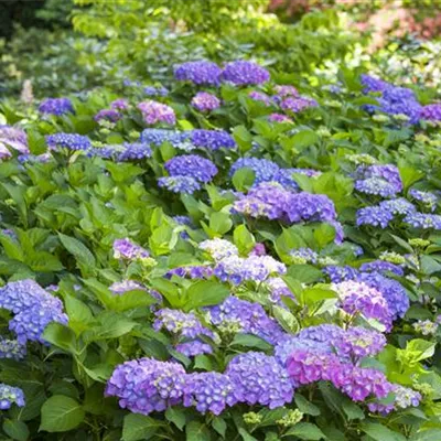 Topfgrösse 4 Liter - Hortensie - Hydrangea macrophylla