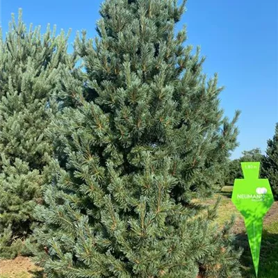 Sol 6xv mDb 200-300 x 400- 450 - Kiefer - Pinus sylvestris - Collection