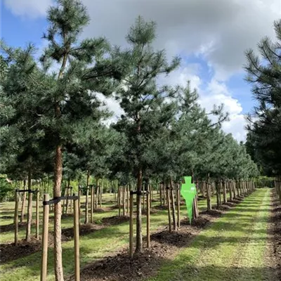 Sol Baum 5xv mDb Krbr. 150-200 25- 30 - Kiefer - Pinus sylvestris - Collection