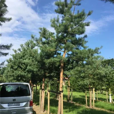 Sol Baum 7xv mDb Krbr. 200-300 35- 40 - Kiefer - Pinus sylvestris - Collection