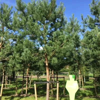 Sol Baum 7xv mDb Krbr. 200-300 35- 40 - Kiefer - Pinus sylvestris - Collection