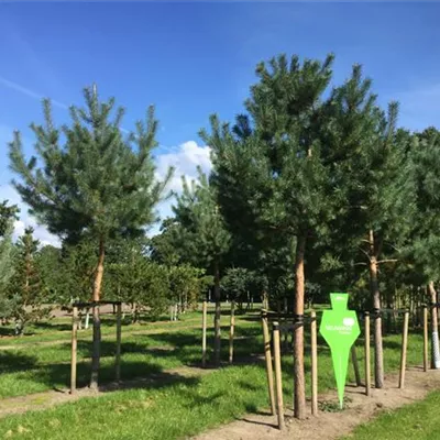 Sol Baum 7xv mDb Krbr. 200-300 35- 40 - Kiefer - Pinus sylvestris - Collection