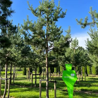 Sol Baum 7xv mDb Krbr. 200-300 35- 40 - Kiefer - Pinus sylvestris - Collection