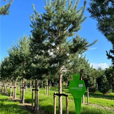 Sol Baum 7xv mDb Krbr. 200-300 35- 40 - Kiefer - Pinus sylvestris - Collection