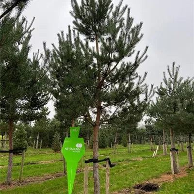 Sol Baum 7xv mDb Krbr. 200-300 35- 40 - Kiefer - Pinus sylvestris - Collection