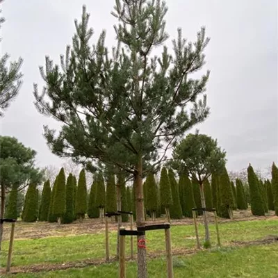 Sol Baum 7xv mDb Krbr. 200-300 35- 40 - Kiefer - Pinus sylvestris - Collection