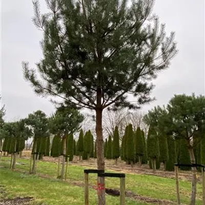 Sol Baum 7xv mDb Krbr. 200-300 35- 40 - Kiefer - Pinus sylvestris - Collection