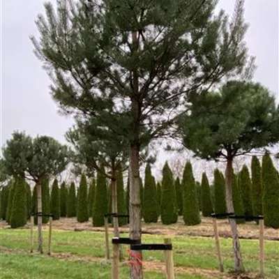 Sol Baum 7xv mDb Krbr. 200-300 35- 40 - Kiefer - Pinus sylvestris - Collection