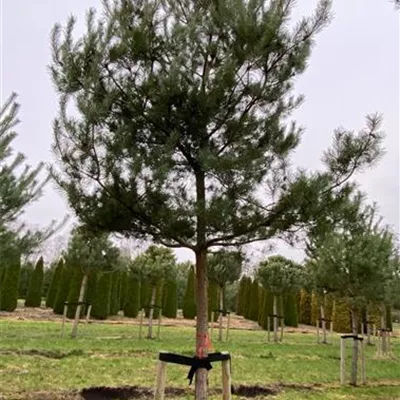 Sol Baum 7xv mDb Krbr. 200-300 35- 40 - Kiefer - Pinus sylvestris - Collection