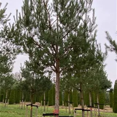 Sol Baum 7xv mDb Krbr. 200-300 35- 40 - Kiefer - Pinus sylvestris - Collection