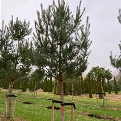 Sol Baum 7xv mDb Krbr. 200-300 35- 40 - Kiefer - Pinus sylvestris - Collection