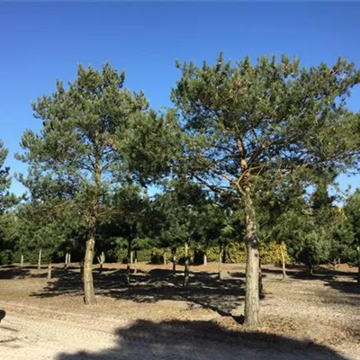 Sol Baum 7xv mDb Krbr. 400-600 70- 80 - Kiefer - Pinus sylvestris - Collection