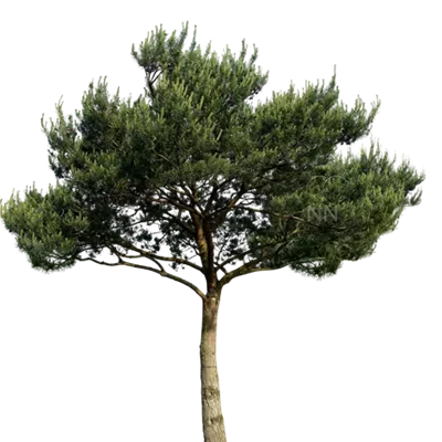 Charakterbaum H 7xv mDb 400-600 x 400-500 60- 70 - Kiefer - Pinus sylvestris - Collection