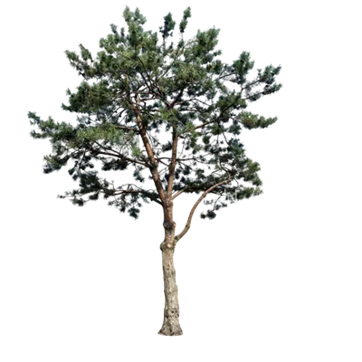 Charakterbaum H 7xv mDb 400-600 x 500-700 80- 90 - Kiefer - Pinus sylvestris - Collection