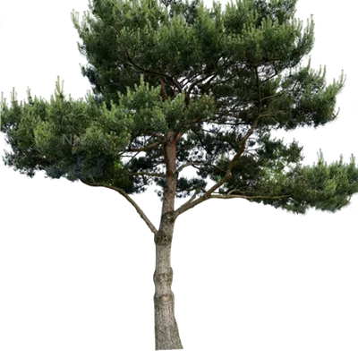 Charakterbaum H 7xv mDb 400-600 x 500-700 80- 90 - Kiefer - Pinus sylvestris - Collection