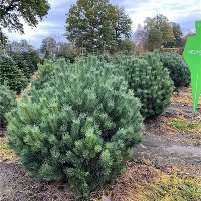 Sol 5xv mDb 80-100 x 100- 125 - Silberkiefer - Pinus sylvestris 'Watereri' - Collection