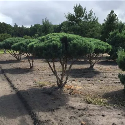 Schirm 7xv mDb 150-200 x 150- 175 - Silberkiefer - Pinus sylvestris 'Watereri' - Collection