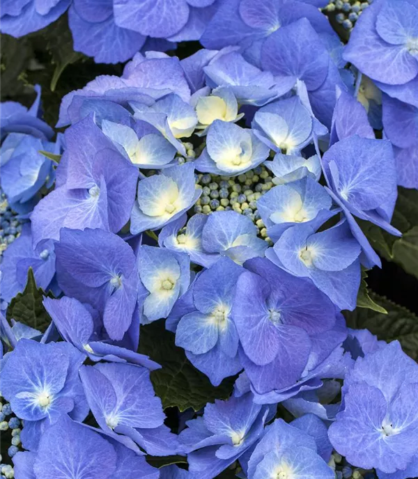 Hydrangea macrophylla 'Blaumeise'