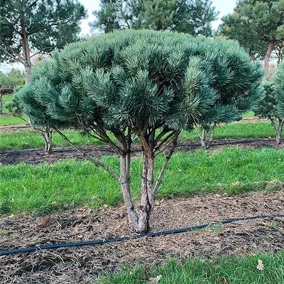 Schirm 6xv mDb 125-150 x 175- 200 - Silberkiefer - Pinus sylvestris 'Watereri' - Collection