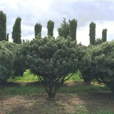 Schirm 7xv mDb 150-200 x 175- 200 - Silberkiefer - Pinus sylvestris 'Watereri' - Collection