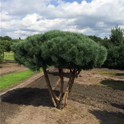 Schirm 7xv mDb 150-200 x 200- 225 - Silberkiefer - Pinus sylvestris 'Watereri' - Collection