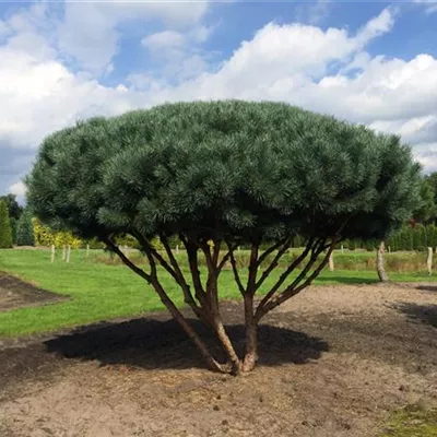 Schirm 7xv mDb 200-250 x 200- 225 - Silberkiefer - Pinus sylvestris 'Watereri' - Collection