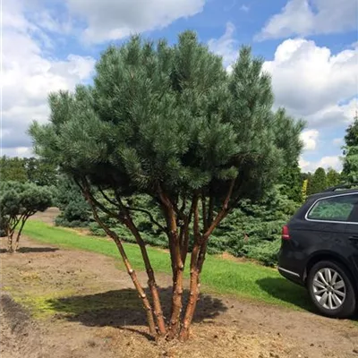 Schirm 7xv mDb 150-200 x 225- 250 - Silberkiefer - Pinus sylvestris 'Watereri' - Collection