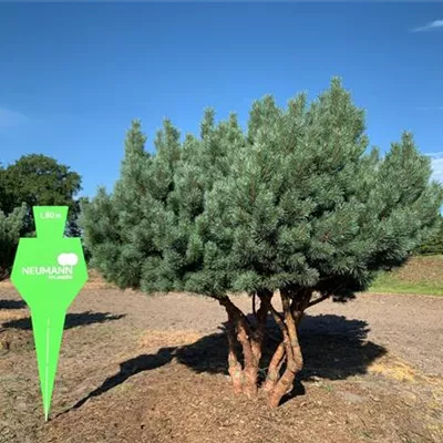 Schirm 8xv mDb 250-300 x 225- 250 - Silberkiefer - Pinus sylvestris 'Watereri' - Collection