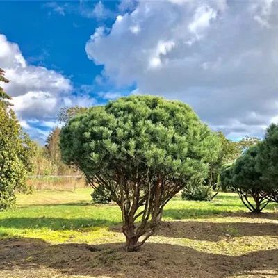 Schirm 8xv mDb 250-300 x 275- 300 - Silberkiefer - Pinus sylvestris 'Watereri' - Collection