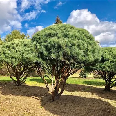 Schirm 8xv mDb 250-300 x 275- 300 - Silberkiefer - Pinus sylvestris 'Watereri' - Collection