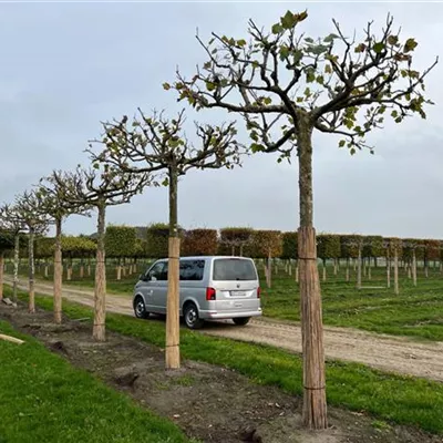 H 5xv mDb Dach 35- 40 - Platane - Platanus hispanica - Collection