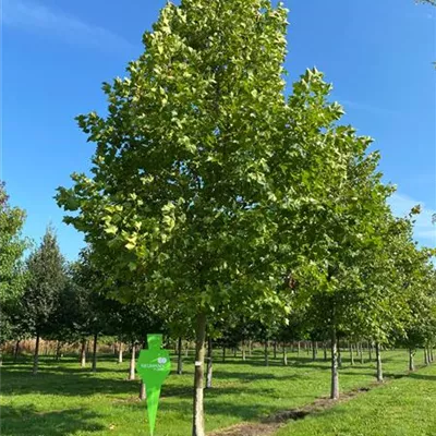 Sol Baum 6xv mDb 300-400 x 700-900 50- 60 - Platane - Platanus hispanica - Collection