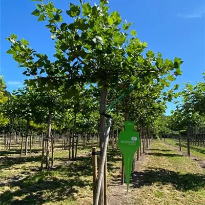 Dach H 4xv mDb 20- 25 - Platane - Platanus hispanica - Collection