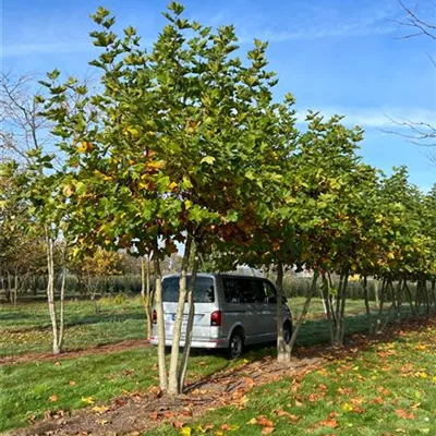 Sol Baum mehrst 5xv mDb 200-300 x 500- 600 - Platane - Platanus hispanica - Collection