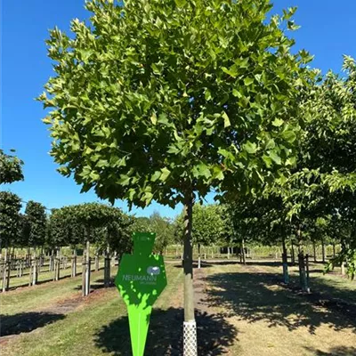 Sol Baum 5xv mDb 30- 35 - Platane 'Alphens Globe' - Platanus hispanica 'Alphens Globe' - Collection