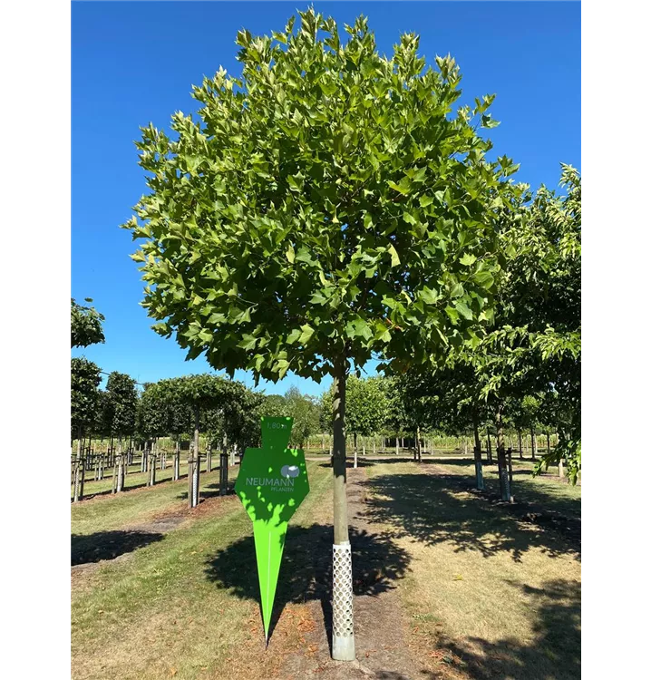 Platane 'Alphens Globe' - Platanus hispanica 'Alphens Globe' - Collection