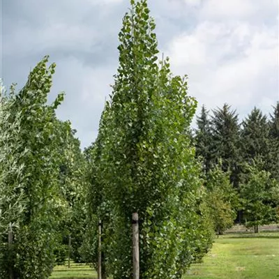 H 3xv mDb 10- 12 - Säulen-Zitterpappel - Populus tremula 'Erecta' - Collection