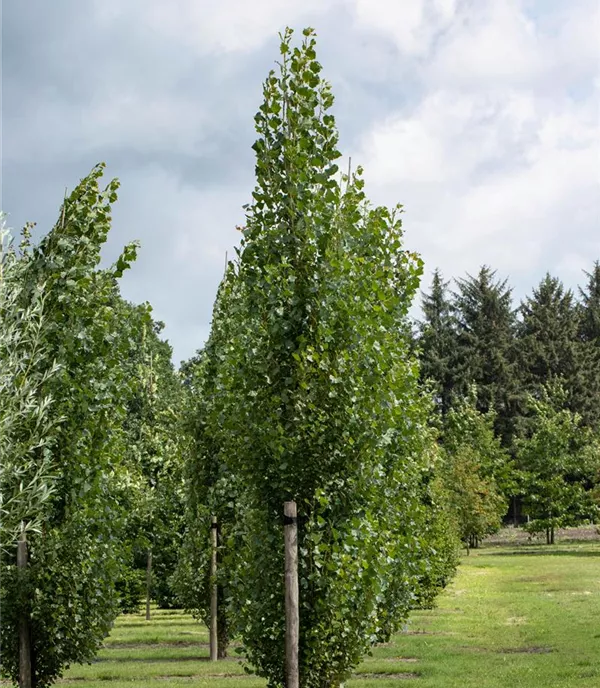 Populus tremula 'Erecta' - Collection