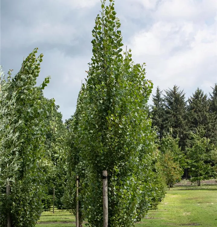 Säulen-Zitterpappel - Populus tremula 'Erecta' - Collection